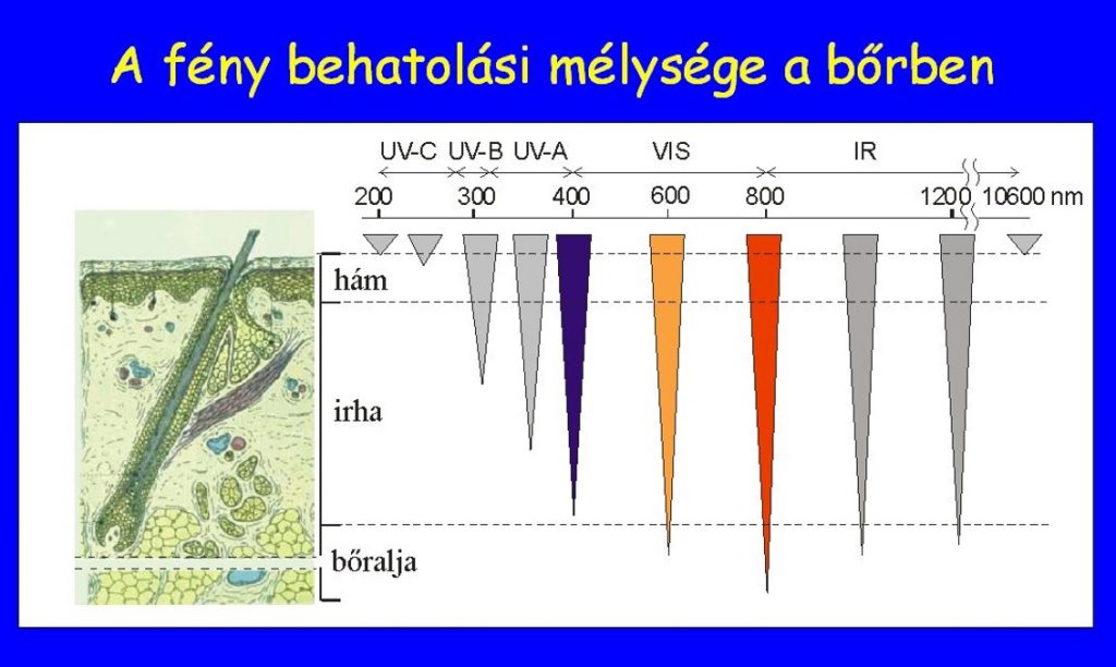 A fény behatálási mélysége a bőrben